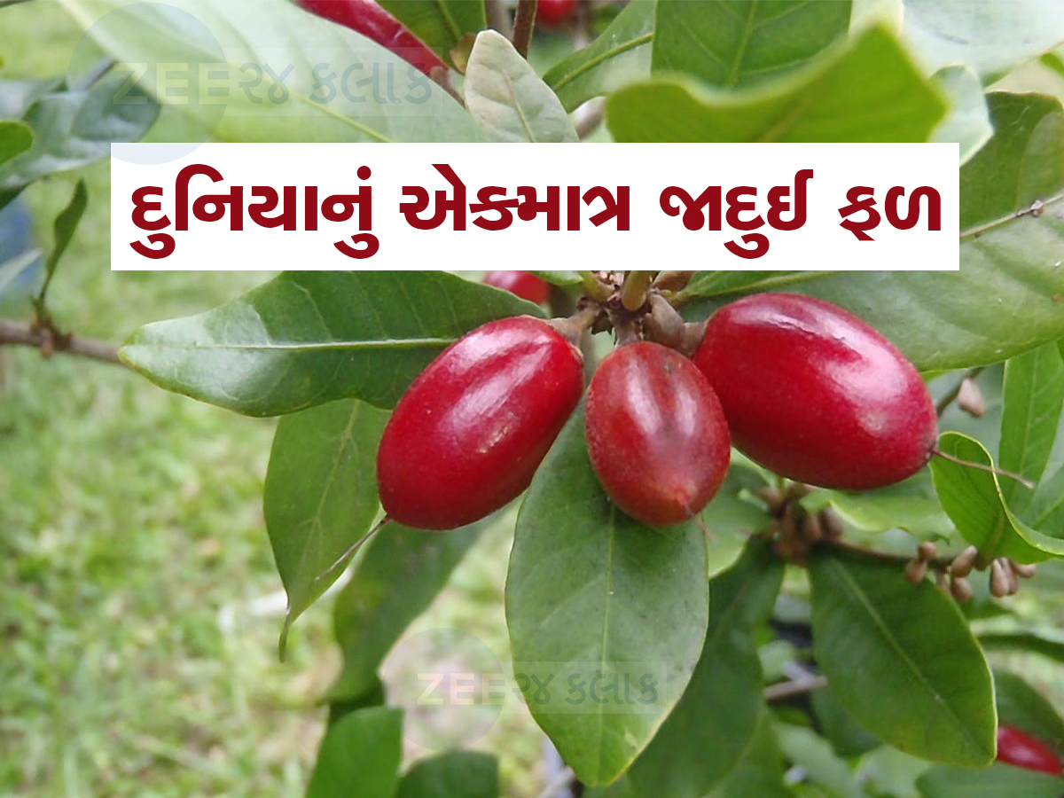 Miracle Fruit : આ ફ્રુટને જીભ પર મૂકતા જ શરીરમાં થાય છે 60 મિનિટનો જાદુ 