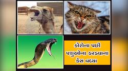માત્ર કૂતરા જ નહિ, આ પ્રાણીઓ પણ માણસો માટે ઘાતક બન્યા, તેમના કરડવાના કેસ વધ્યા 