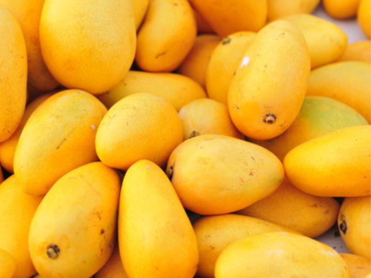 કેરી (Mango)