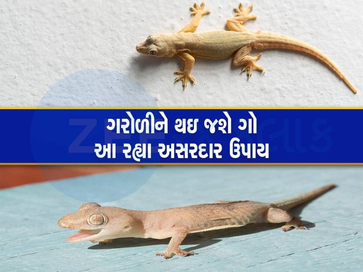 ઘરમાંથી ગરોળી ભગાડવાના આ છે સૌથી બેસ્ટ ઉપાય, ભાગી જાય તો પડોશીને પણ આપજો ટિપ્સ