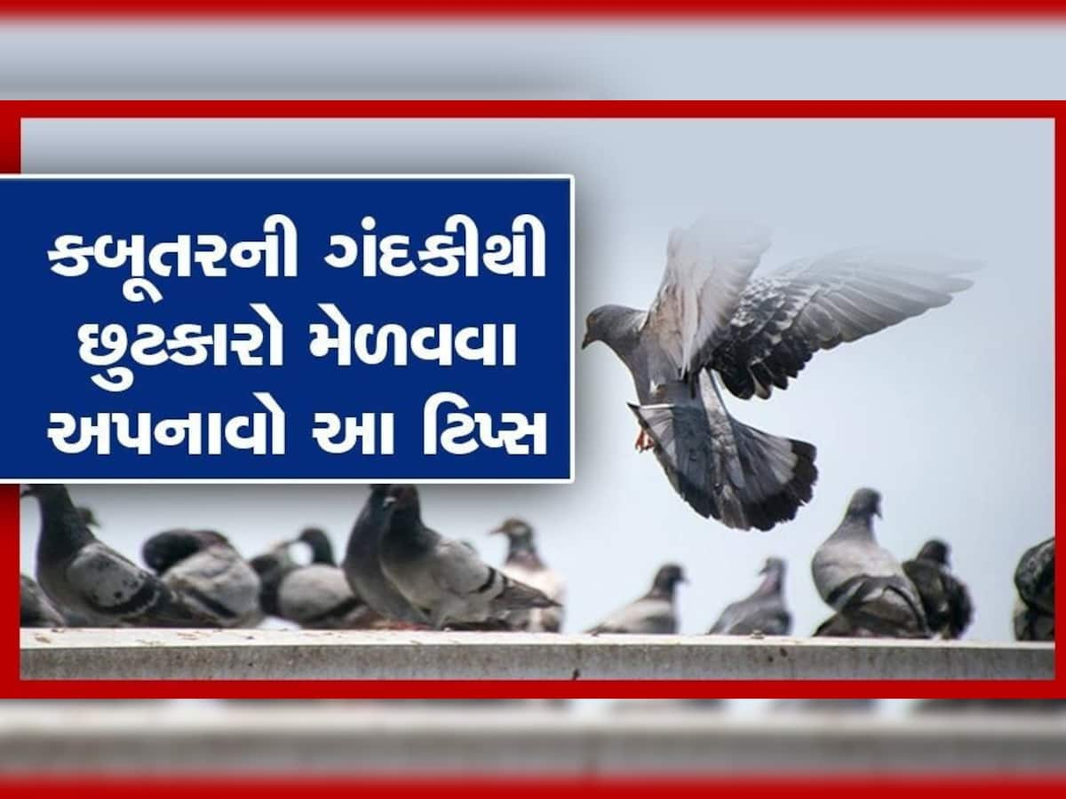 Pigeons Poop: કબૂતર બાલ્કનીમાં કરે છે ગંદકી, આ ટિપ્સ અપનાવો કાયમી મળી જશે મુક્તિ