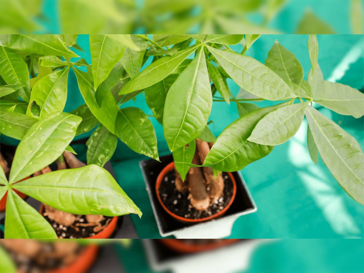 Vastu Tips: તમારા ઘરની બાલ્કનીમાં લગાવો આ છોડ, ઘરની સુંદરતા વધશે અને દુર થશે પૈસાની તંગી