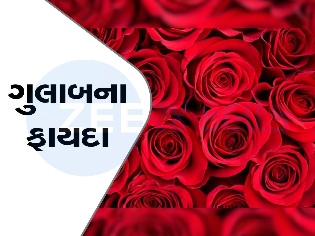 ગુલકંદથી લઈને Rosehip Tea સુધી, જાણો સ્વાસ્થ્ય માટે કેટલું ફાયદાકારક છે ગુલાબનું ફૂલ