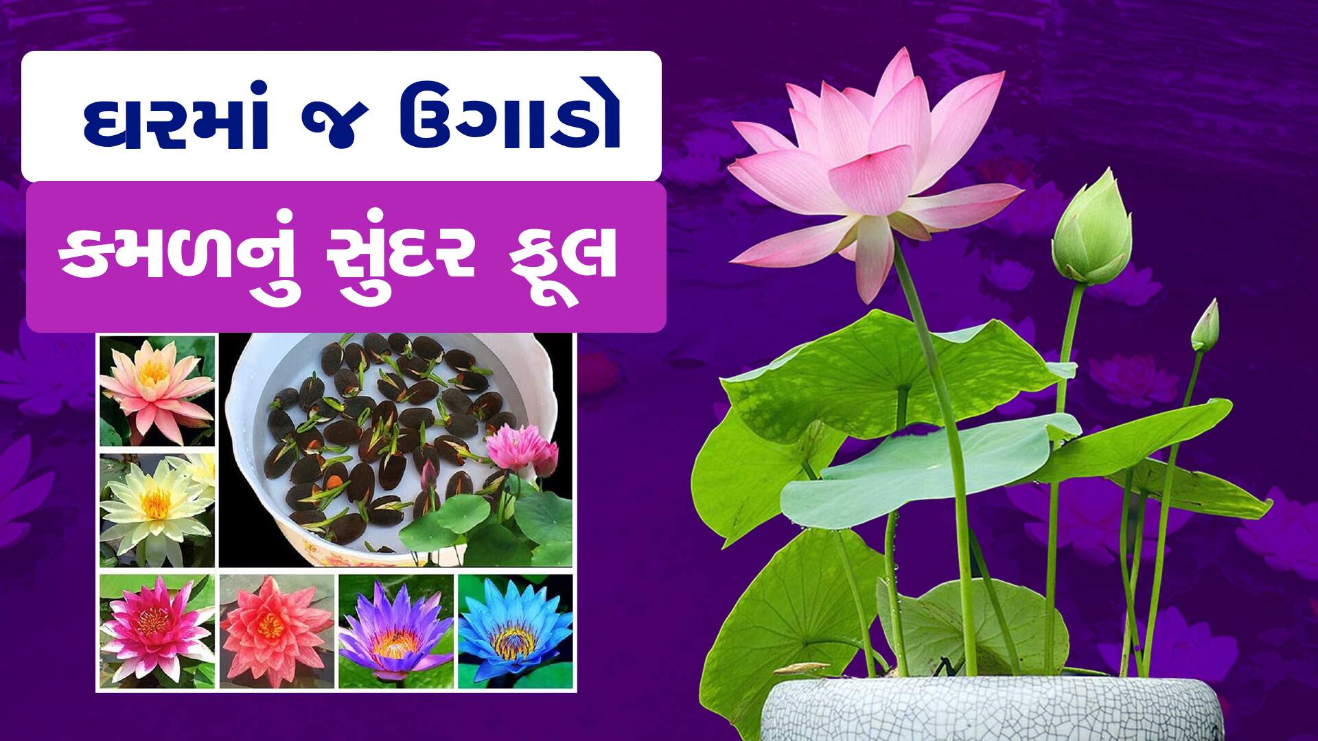 how-to-grow-lotus-flower-plants-at-home-in-old-bucket