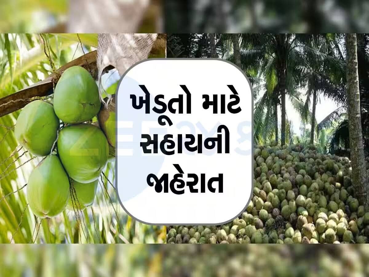 ગુજરાતના અર્થતંત્ર માટે શ્રીફળ એટલે કે શુભ ફળ! નાળિયેર પકવતા ખેડૂતોને બખ્ખાં! જાહેર કરી સહાય, આ રીતે મેળવો