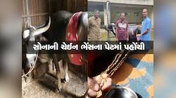 જબરો કિસ્સો! ભેંસ ખાઈ ગઈ સોનાની ચેઈન, 60 ટાંકાનું ઓપરેશન કરી પેટમાંથી કાઢી
