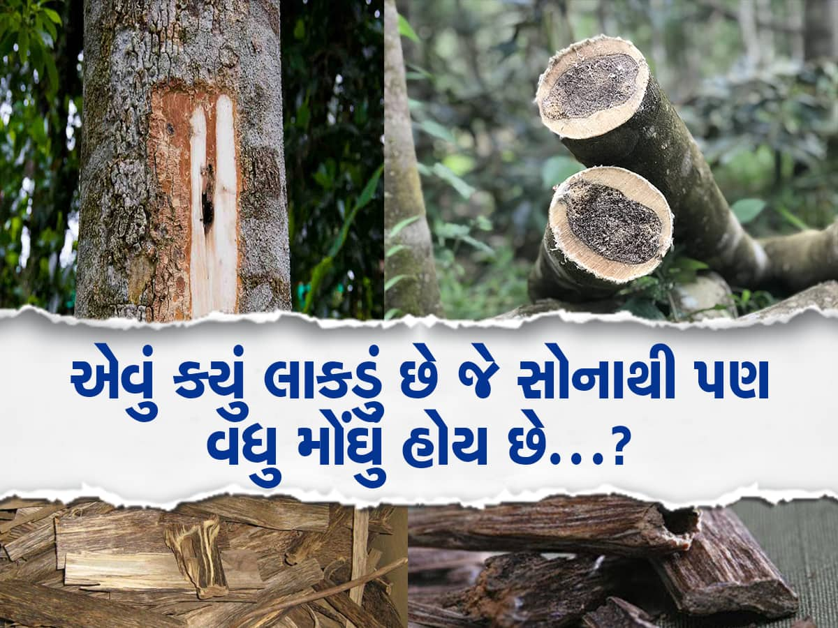 Trending Quiz: એવું કયું લાકડું છે જે સોના કરતાં મોંઘું છે...?