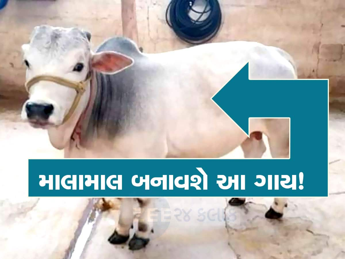 Punganur Cow: કૂતરાને બદલે ઘરમાં આ ગાય પાળો : અઢી ફૂટ લાંબી ગાય દરરોજ આપશે ત્રણ લિટર દૂધ 