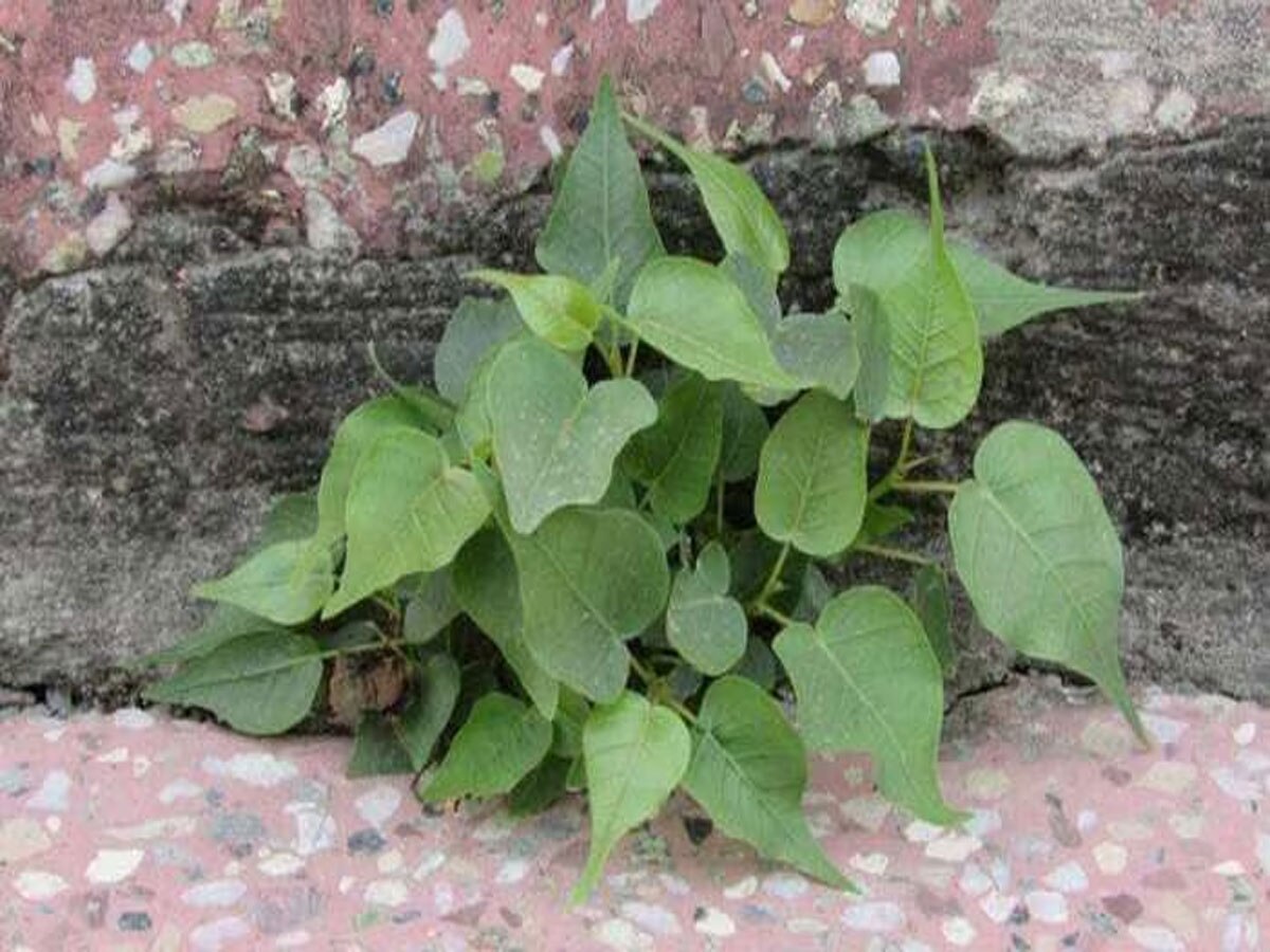પીપળો