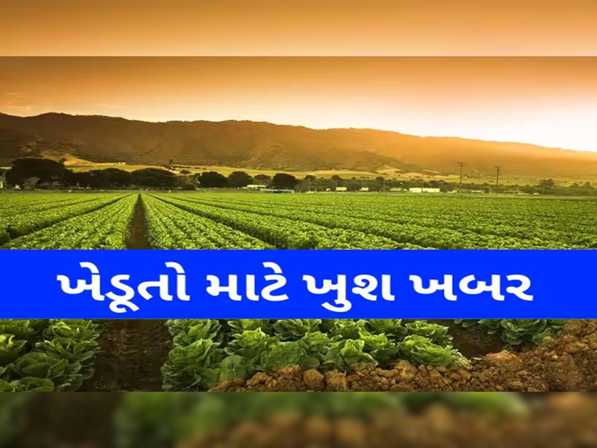 આનંદો! બાગાયતી પાકોના વાવેતર અને ઉત્પાદનમાં વધારો, આ પાકોના વાવેતરમાં ગુજરાત દેશમાં પ્રથમ