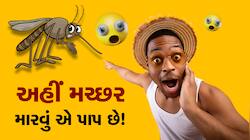 અહીં મચ્છર મારવું પાપ છે!, મેલેરિયા થાય તો પણ નથી મારવા દેતા લોકો...