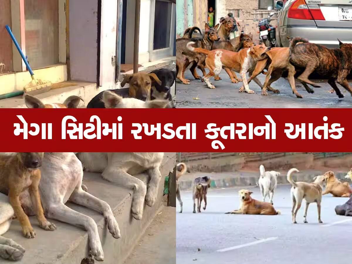 ગુજરાતના સૌથી મોંઘા શહેરમાં કૂતરાઓનું રાજ : 75 લાખ અમદાવાદીઓની વચ્ચે રખડે છે 2.5 લાખ કૂતરા