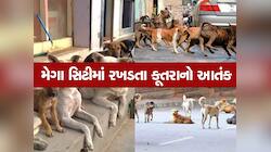 ગુજરાતના સૌથી મોંઘા શહેરમા કૂતરાઓનુ રાજ : 75 લાખની વસ્તી વચ્ચે રખડે છે 2.5 લાખ શ્વાન
