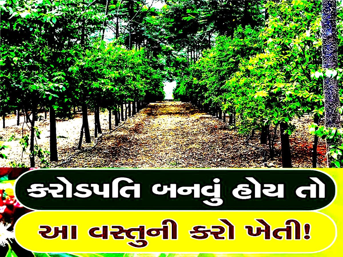 આ વસ્તુની ખેતીથી કરી શકાય છે લાખોની કમાણી, લાખો રૂપિયાનું છે એક એક ઝાડ