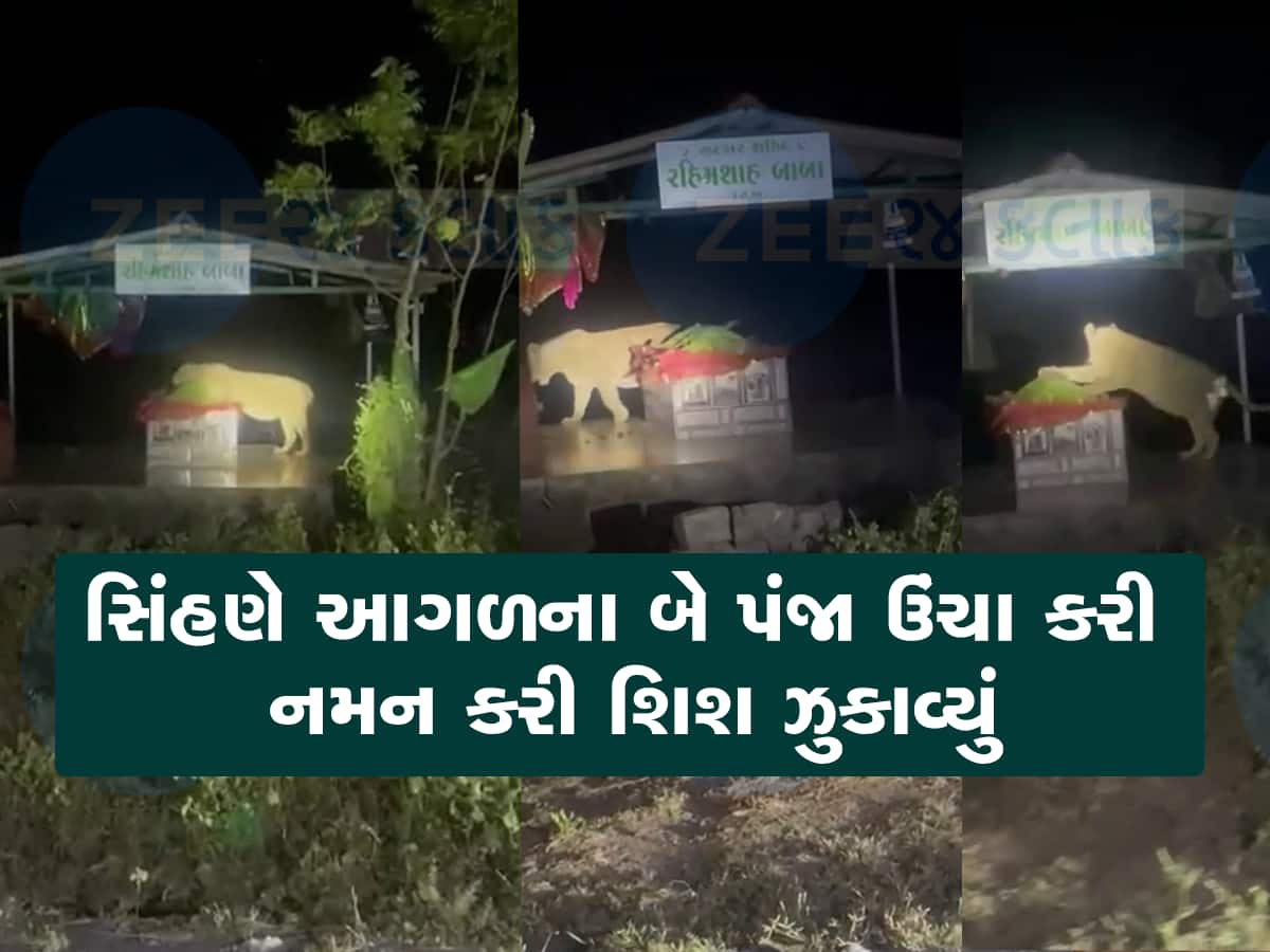 ગીરના જંગલમાં જોવા મળ્યું અદભૂત દ્રશ્ય, દરગાહ પર સિંહણે દુઆ માંગી હોય તેવું દેખાયું