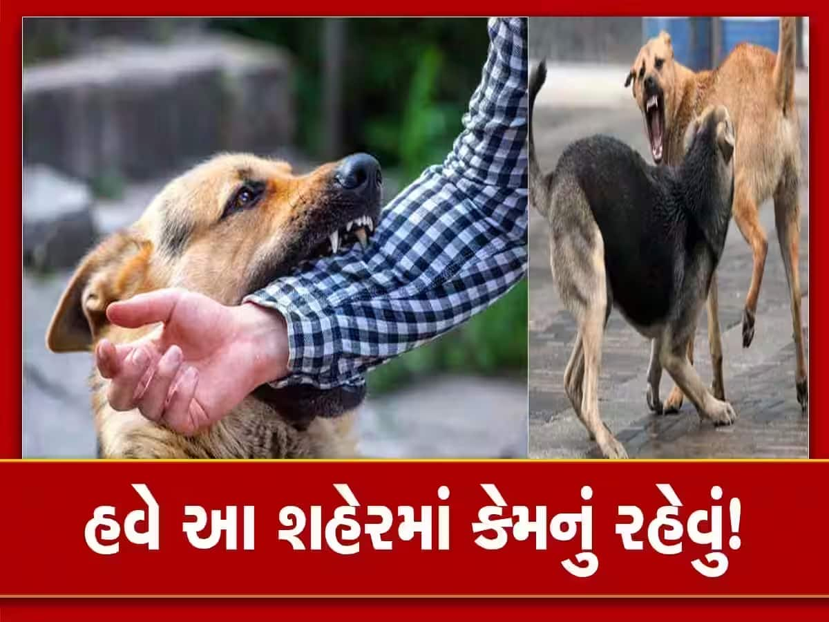 હવે કેમનું બહાર નીકળવું આ શહેરમાં! રોજ ડોગ બાઈટના 65 કેસ, આખા ગુજરાતમાં રખડતા શ્વાનનો આતંક