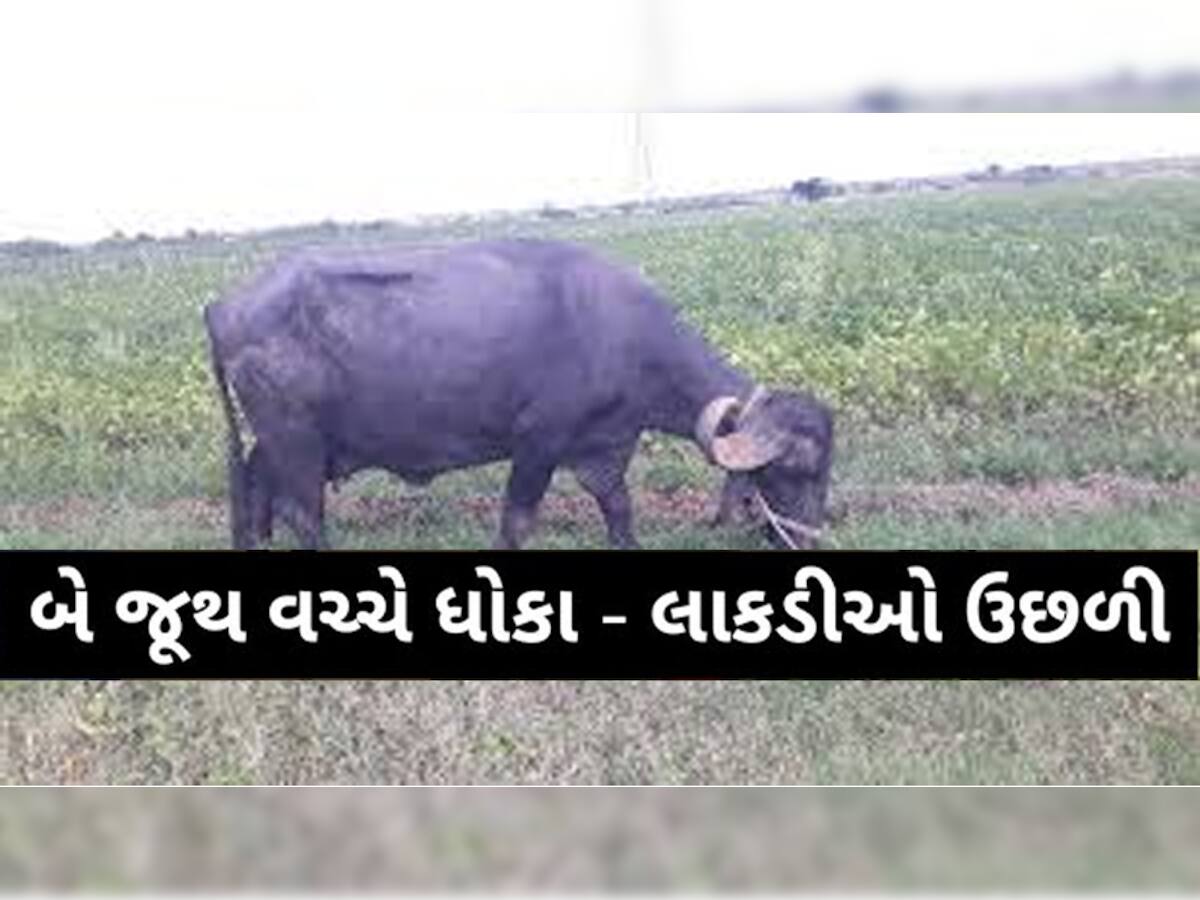 OMG! ગુજરાતના આ ગામડામાં ખેતરમાં ભેંસ પ્રવેશતા મામલો બિચક્યો, લાકડીઓ અને ધારિયા ઉછળ્યા