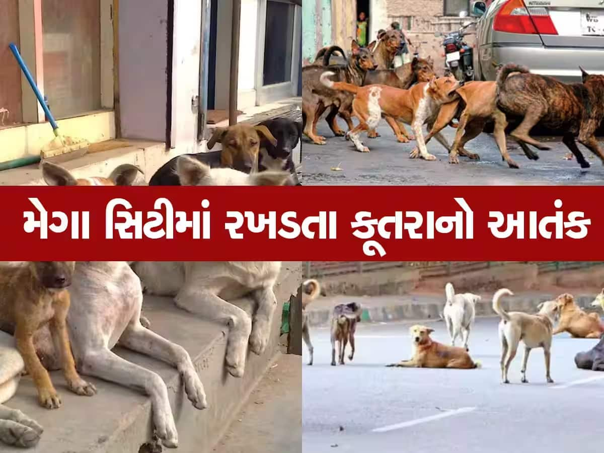  ભારે પડી રહ્યો છે રખડતા શ્વાનનો આતંક; છેલ્લાં 3 વર્ષમાં 12.50 લાખને કરડ્યા, દર 5 મિનિટે 3 લોકોને કરડે છે શ્વાન