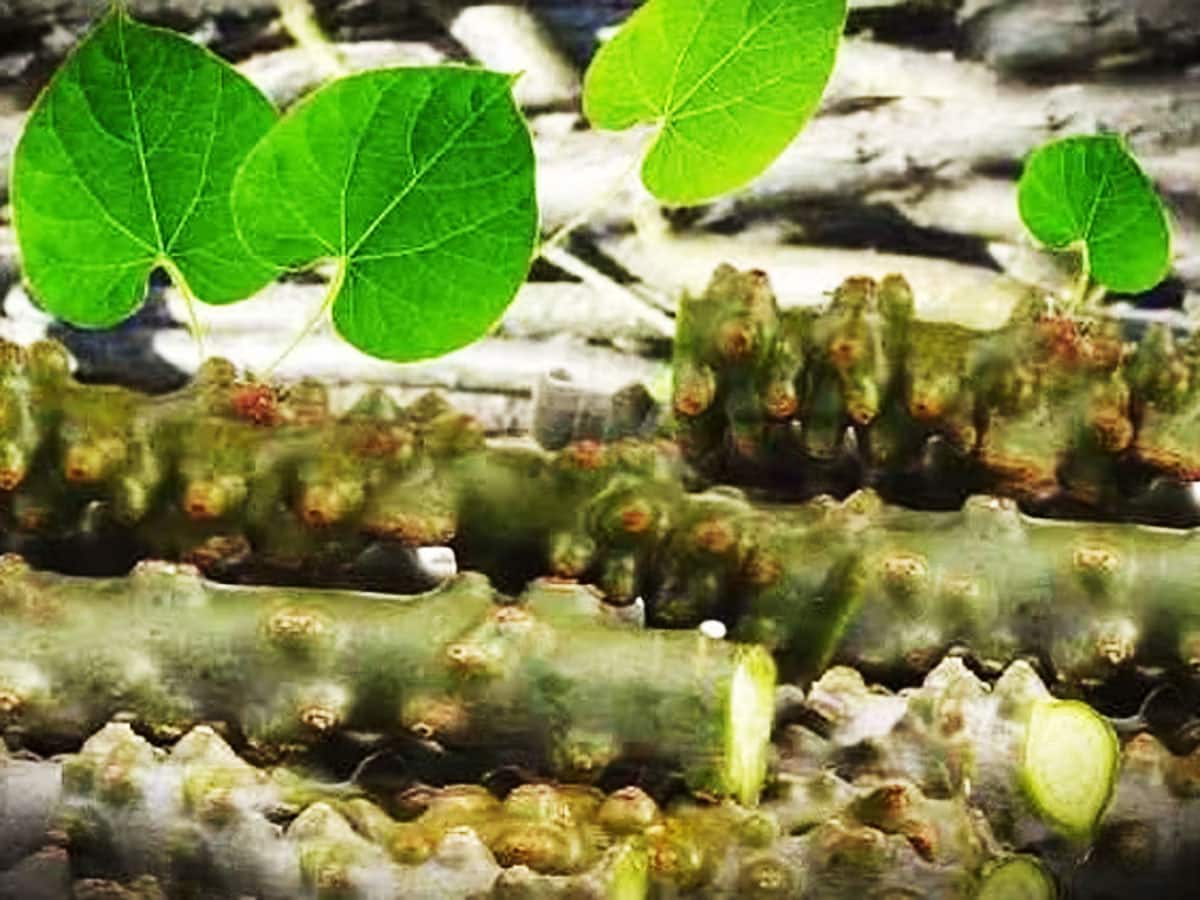 Health Benefits of Giloy ગિલોયનો રસ પીવાથી થતા ફાયદા જાણીને ચોંકી જશો