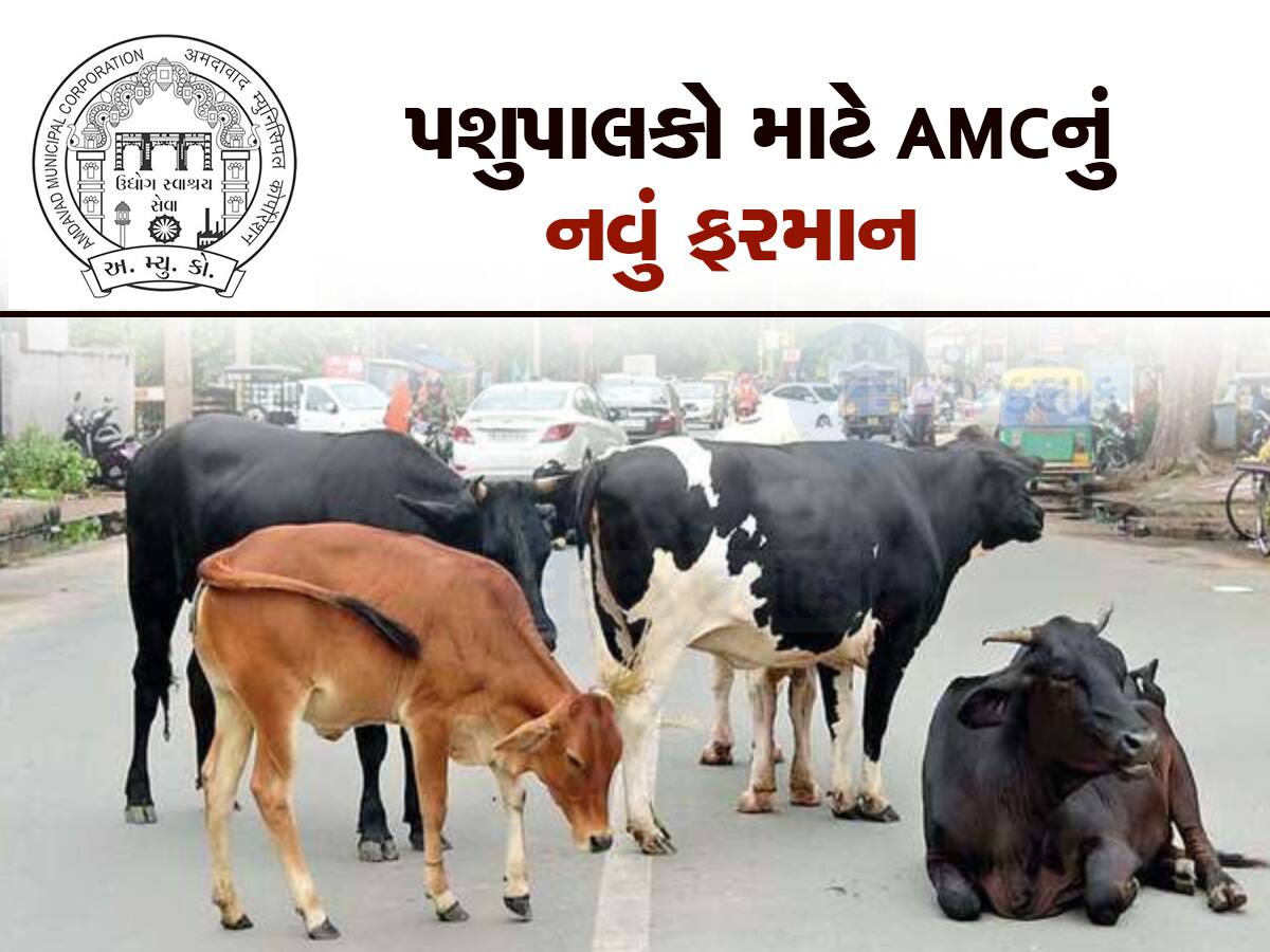 પગ નીચે રેલો આવતા AMC એ નવી ઢોર નીતિ બનાવી, પશુપાલકોએ આપ્યા મોટા સૂચનો 