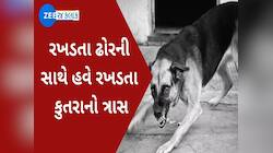 બચીને રહેજો! હવે ભારે પડી રહ્યો છે રખડતા શ્વાનનો આતંક; સુરતમાં મોટી દુર્ઘટના ટળી