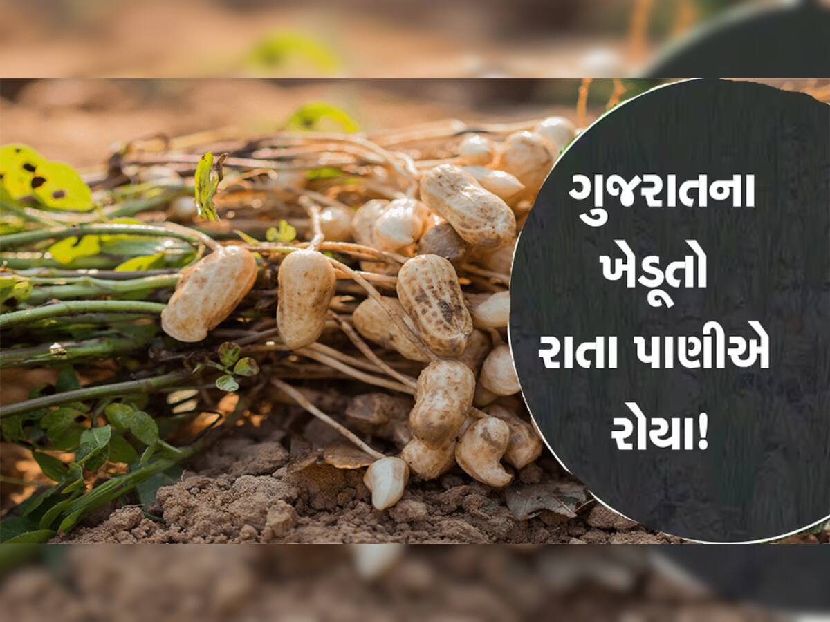 ગુજરાતમાં મગફળીના પાકને સૌથી મોટું જોખમ કેમ? આગામી દિવસો ખેડૂતો માટે કેટલા કપરા