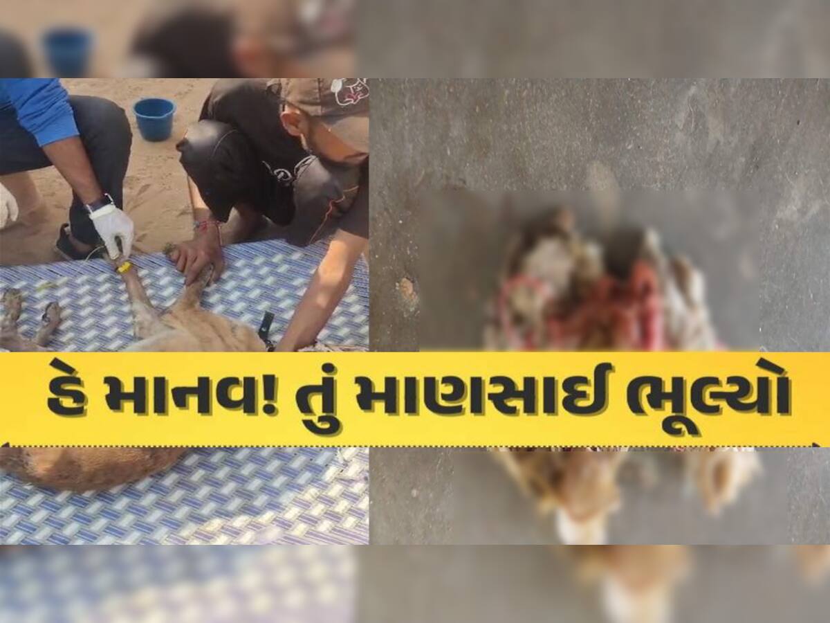 વિકૃતિની પરાકાષ્ઠા: ભુજમાં અજાણ્યા શખસે કૂતરી સાથે કર્યો બળાત્કાર, ગર્ભાશયમાંથી મળ્યા કંન્ડોમ