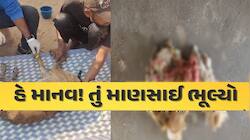 વિકૃતિની પરાકાષ્ઠા:અજાણ્યા શખસે કૂતરી સાથે કર્યો બળાત્કાર, ગર્ભાશયમાંથી મળ્યા કન્ડોમ