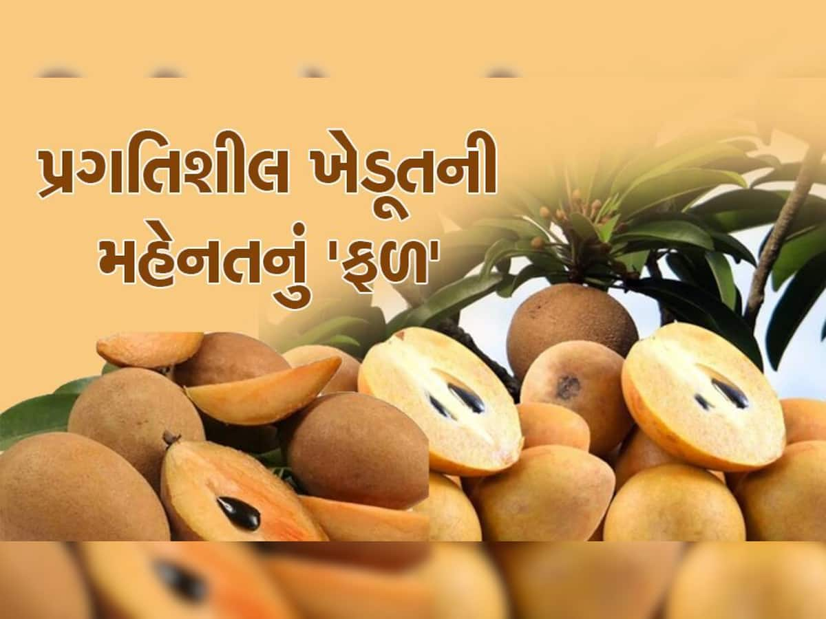 ખેડૂતો-વેપારીઓમાં દિવાળી પહેલા ખુશીનો માહોલ; વાતાવરણ સારું રહેતા આ ફળના પાકનું મબલખ આવક