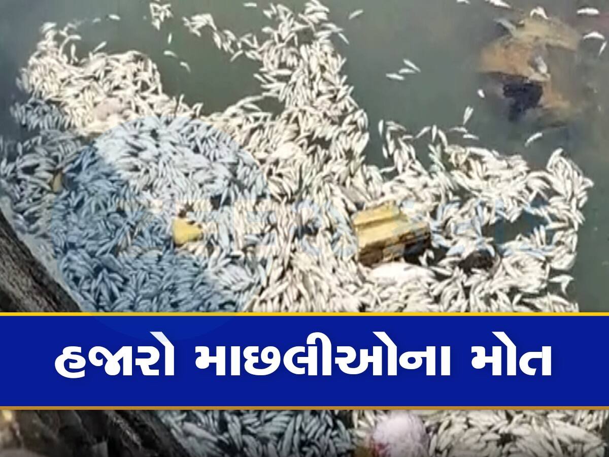 જામનગર નજીક રંગમતી નદીમાં મોટી સંખ્યામાં માછલીઓના મોત, દોડતું થયું પ્રદૂષણ નિયંત્રણ બોર્ડ
