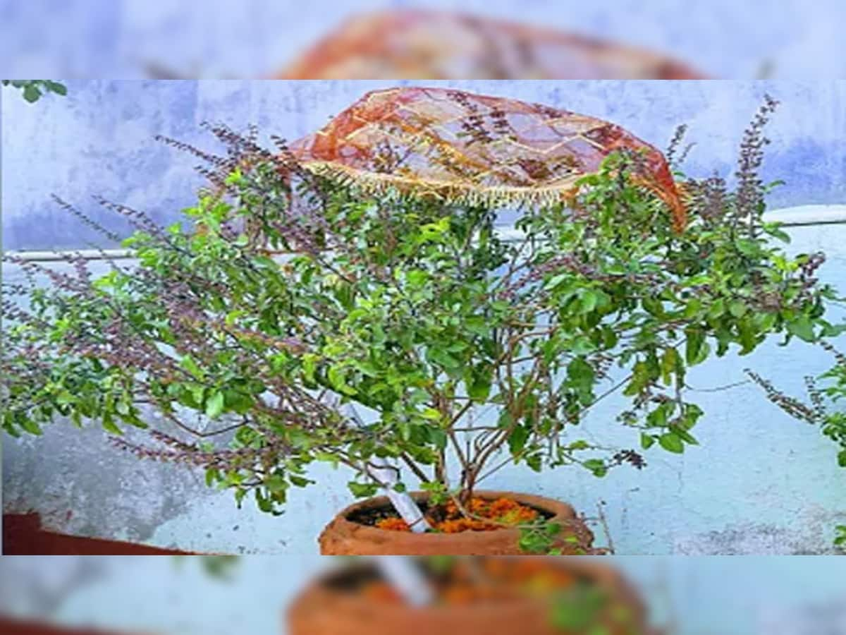 Tulsi Puja Upay: કારતક મહિનામાં તુલસીમાં અર્પણ કરો આ વસ્તુઓ, રાતોરાત ધનલાભના સર્જાશે યોગ