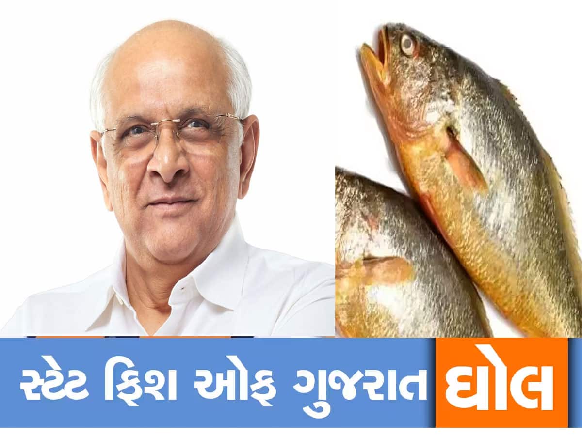 gujarat cm bhupendra patel big announcement of ghol fish as gujarat state  fish