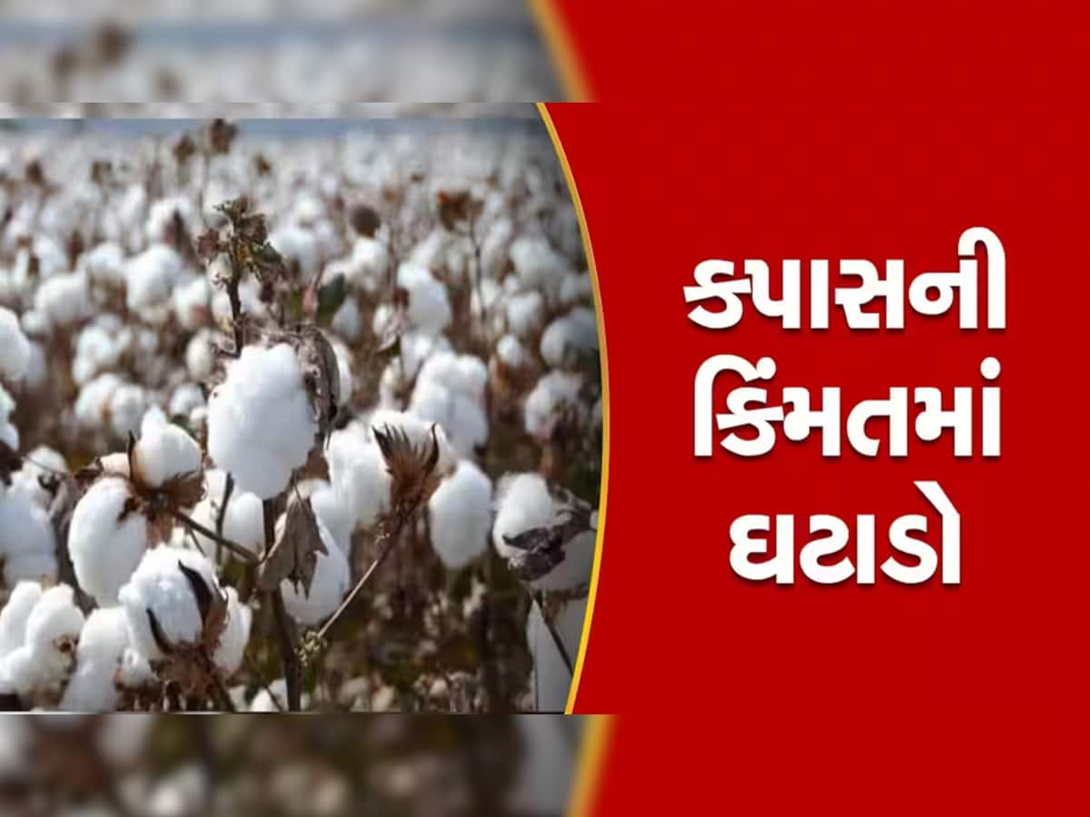 આ વર્ષે ગુજરાતમાં ખેડૂતોને કપાસના પૂરતા ભાવ કેમ નથી મળી રહ્યા, જાણો શું છે મોટું કારણ?