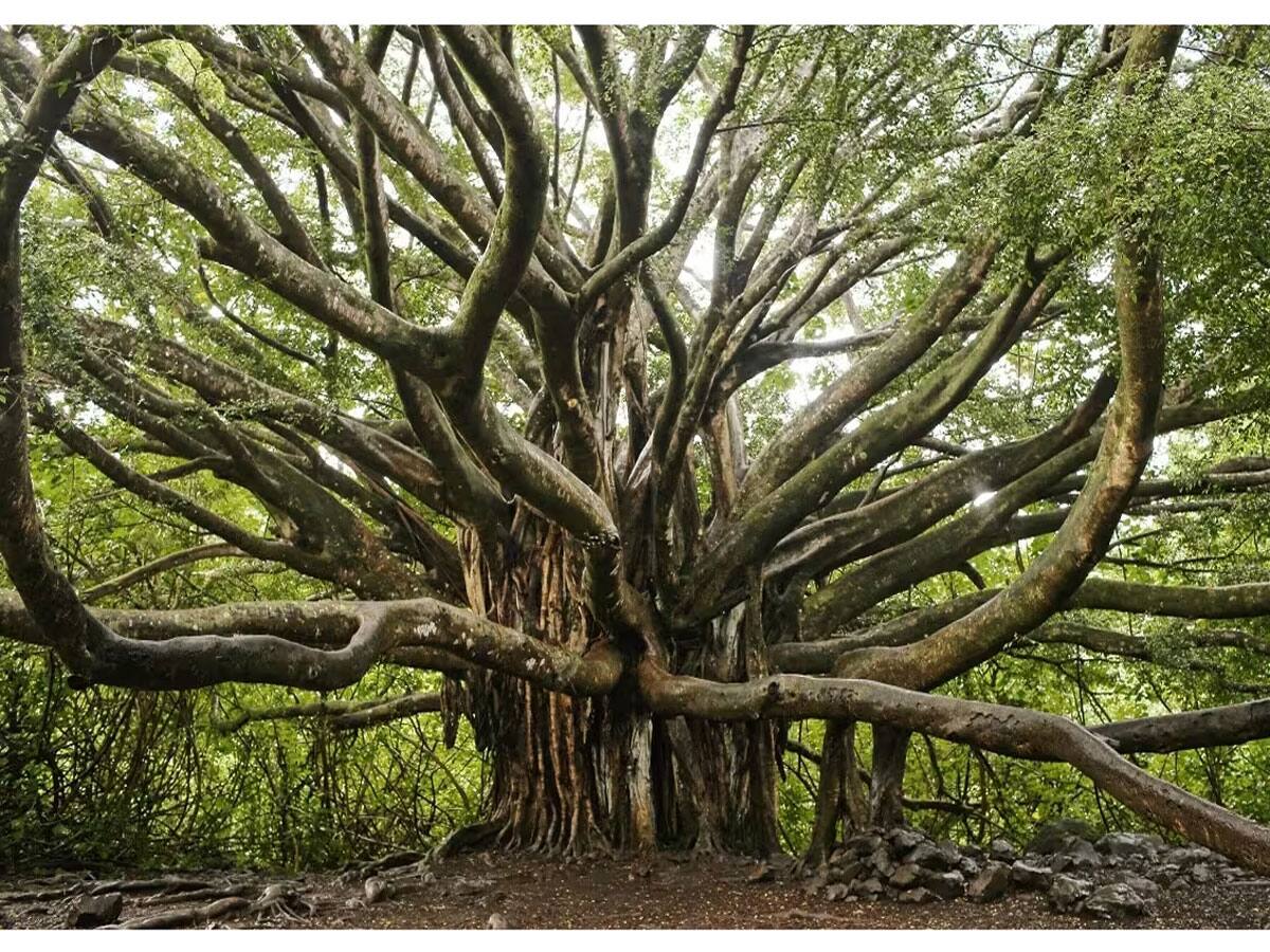 વૃક્ષો માટે પેન્શન આપનારું હરિયાણા દેશનું પ્રથમ રાજ્ય, પસંદગી પામેલા વૃક્ષ દીઠ વાર્ષિક પેન્શન