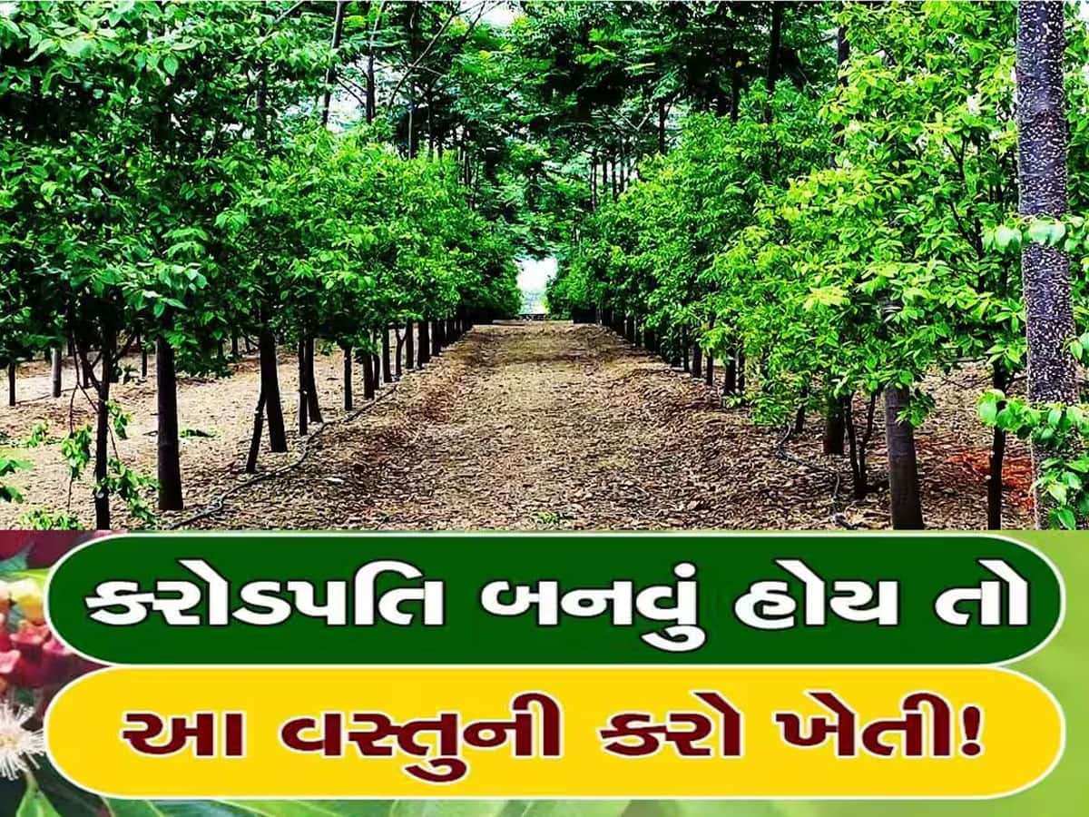 આ વસ્તુની ખેતીથી દર મહિને કરી શકો છો લાખો રૂપિયાની કમાણી, જાણો ખર્ચ અને નફાનો હિસાબ