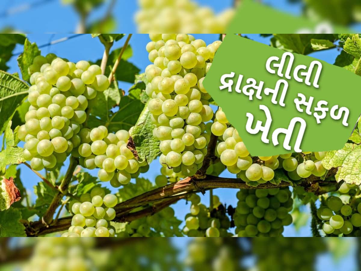 Grapes Farming: ગુજરાતના ખેડૂતોએ દ્રાક્ષની ખેતી ક્યારે અને કેવી રીતે કરવી? જાણો ખેતીની એકદમ સરળ સાચી પદ્ધતિ