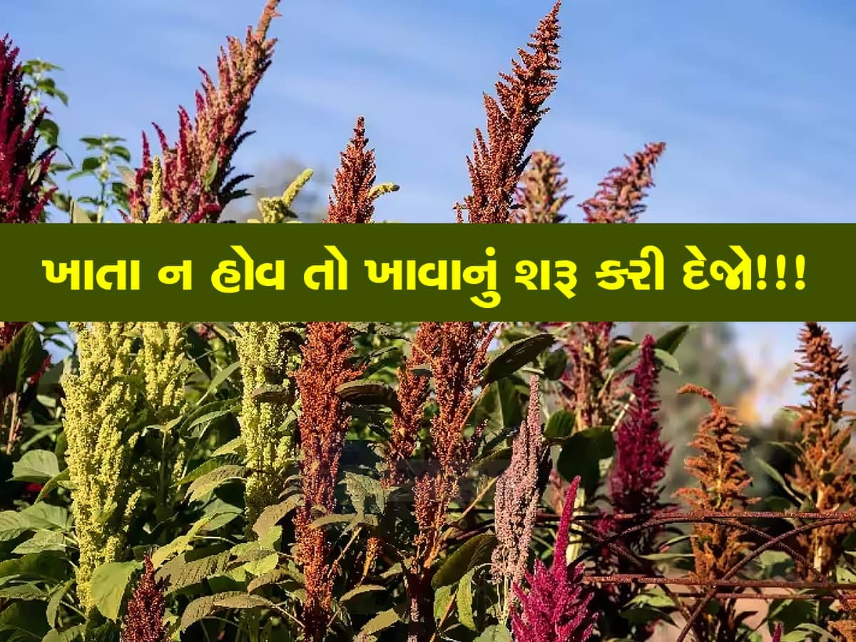Rajgira Farming: ઉત્તર ગુજરાતમાં છુપાયેલો છે હંમેશા યુવાન રહેવાનો ખજાનો, આ સિઝનમાં ઉગે છે ભરપૂર પાક