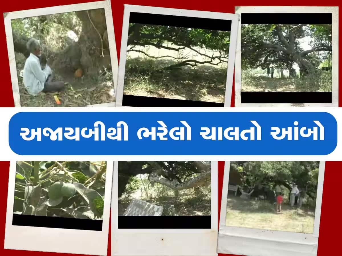ગુજરાતની અજાયબી! 25 વર્ષમાં 10 ફૂટ ચાલ્યો ચાલતો આંબો, જોવા માટે દુનિયા ગાંડી