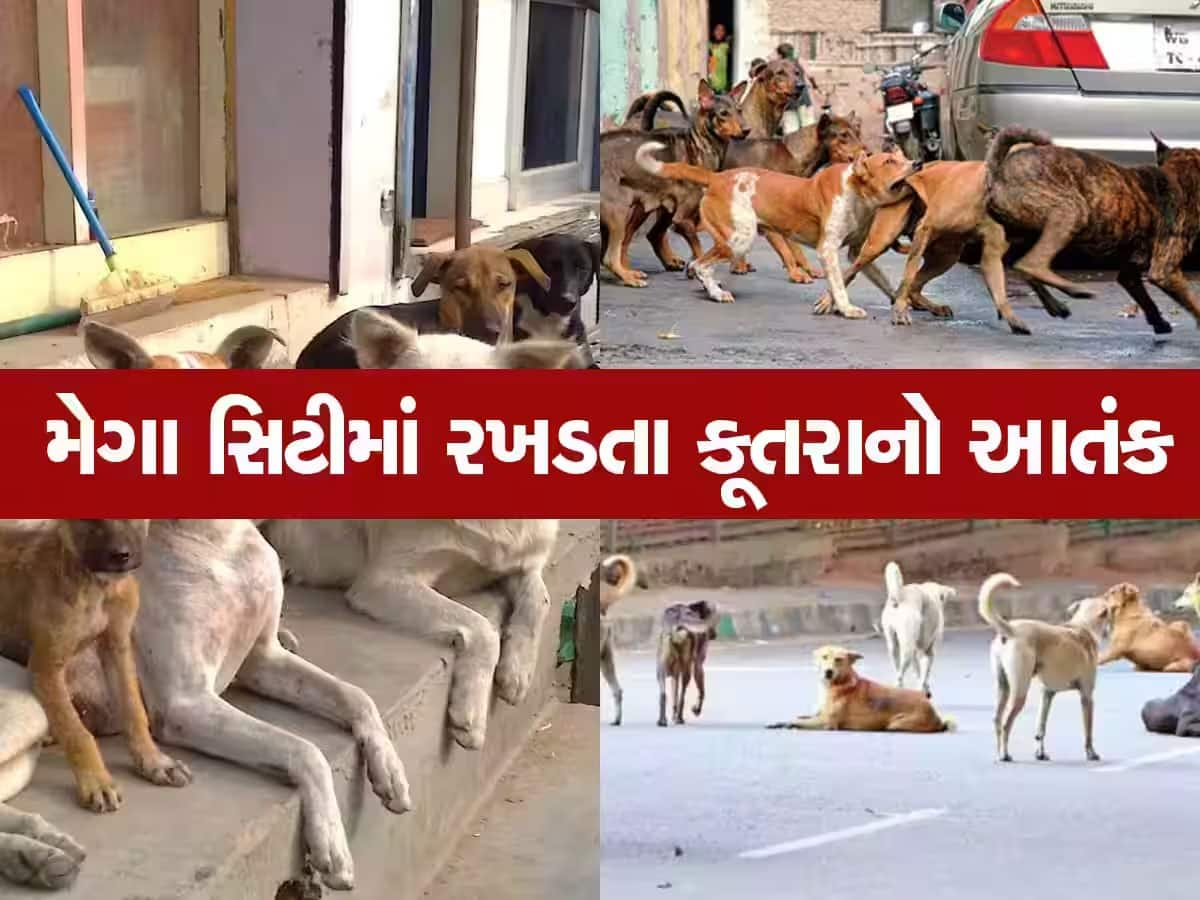 ગુજરાતના આ શહેરમાં છે સૌથી વધારે કુતરાનો ત્રાસ, તંત્રના પાપે લોકો બને છે શ્વાનના આતંકનો ભોગ