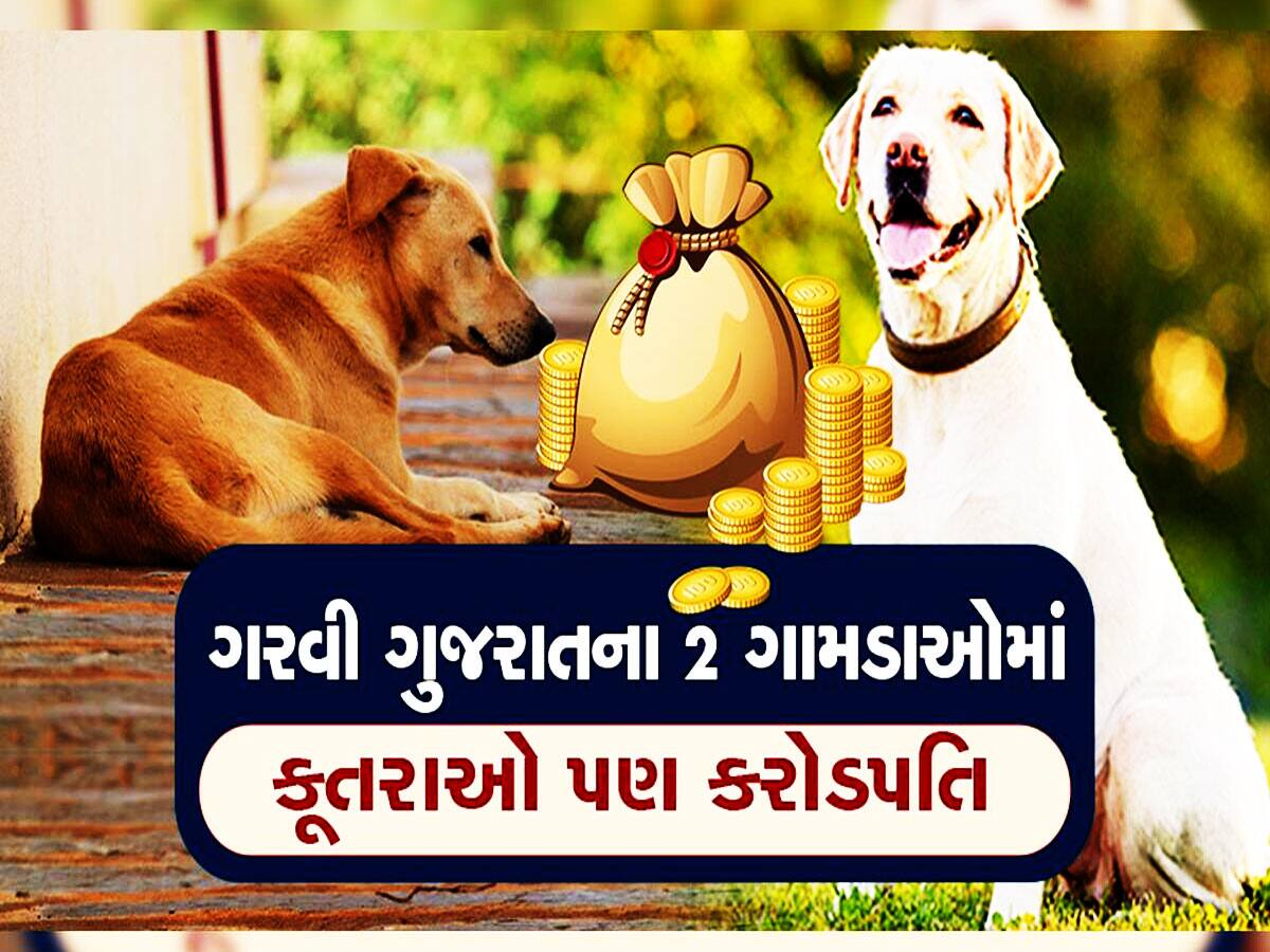 ગુજરાતના આ ગામમાં કુતરા પણ છે કરોડપતિ! અહીં કુતરાઓના નામે છે કરોડોની રોડ ટચ જમીન