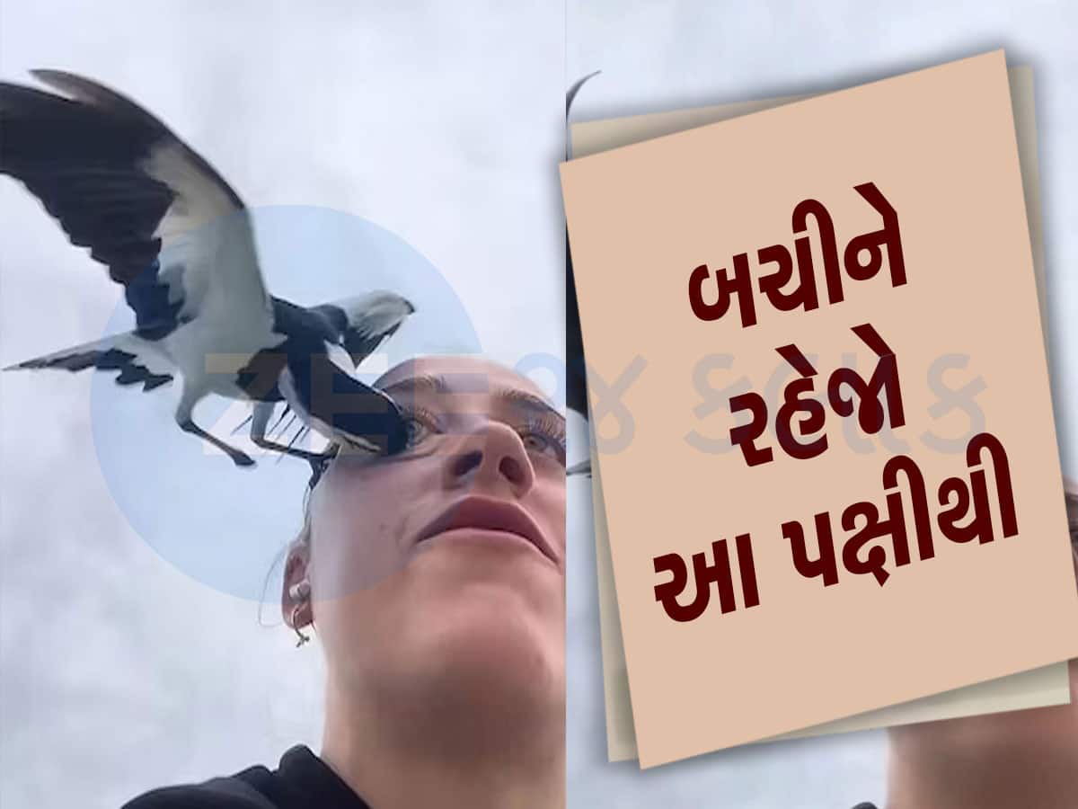 VIDEO! લોકોની આંખો કાઢીને ભાગી જાય છે આ પક્ષી : બનાવી દે અંધ, નામ છે નીલકંઠ