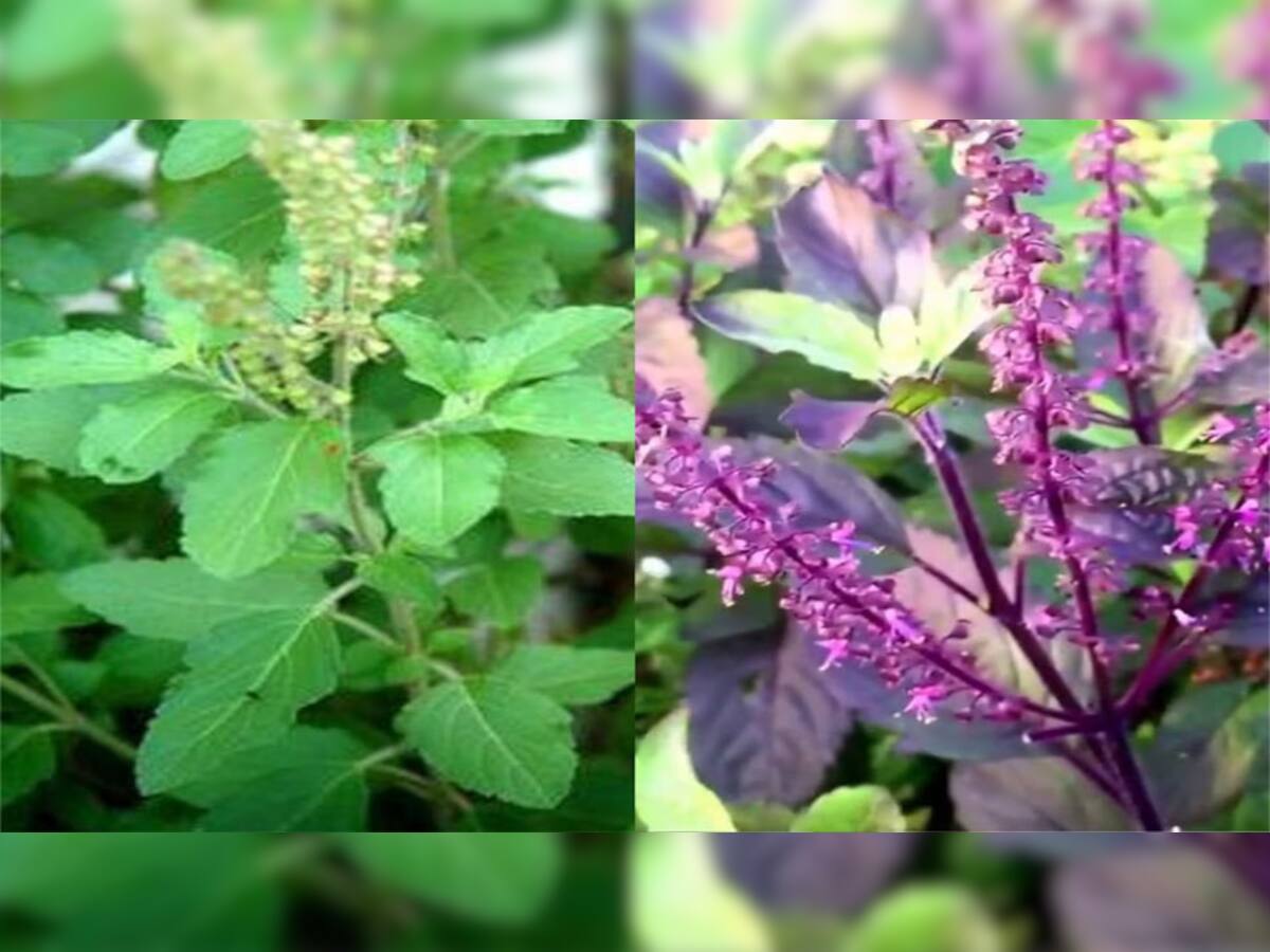 Tulsi Puja: રામા કે શ્યામા ? કયા તુલસી વધારે લાભકારી, ઘરમાં પધરાવ્યાની સાથે જ ખુલે છે પ્રગતિના રસ્તા