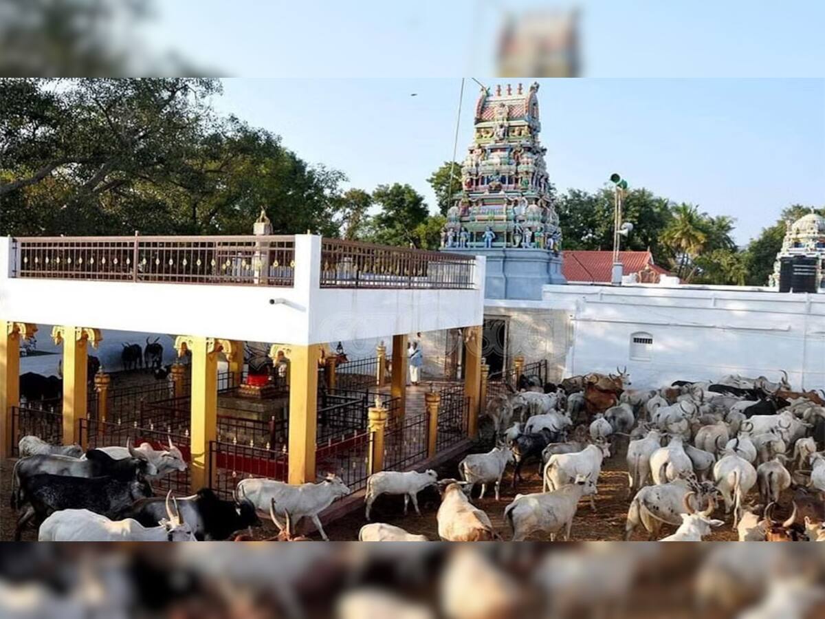 Cow Temple: ભારતનું એકમાત્ર મંદિર જ્યાં નથી પુજાતા કોઈ ભગવાન, ગાય અને બળદની થાય છે પૂજા, તેમને ચઢે છે સોનાના ઘરેણા અને રેશમી વસ્ત્ર