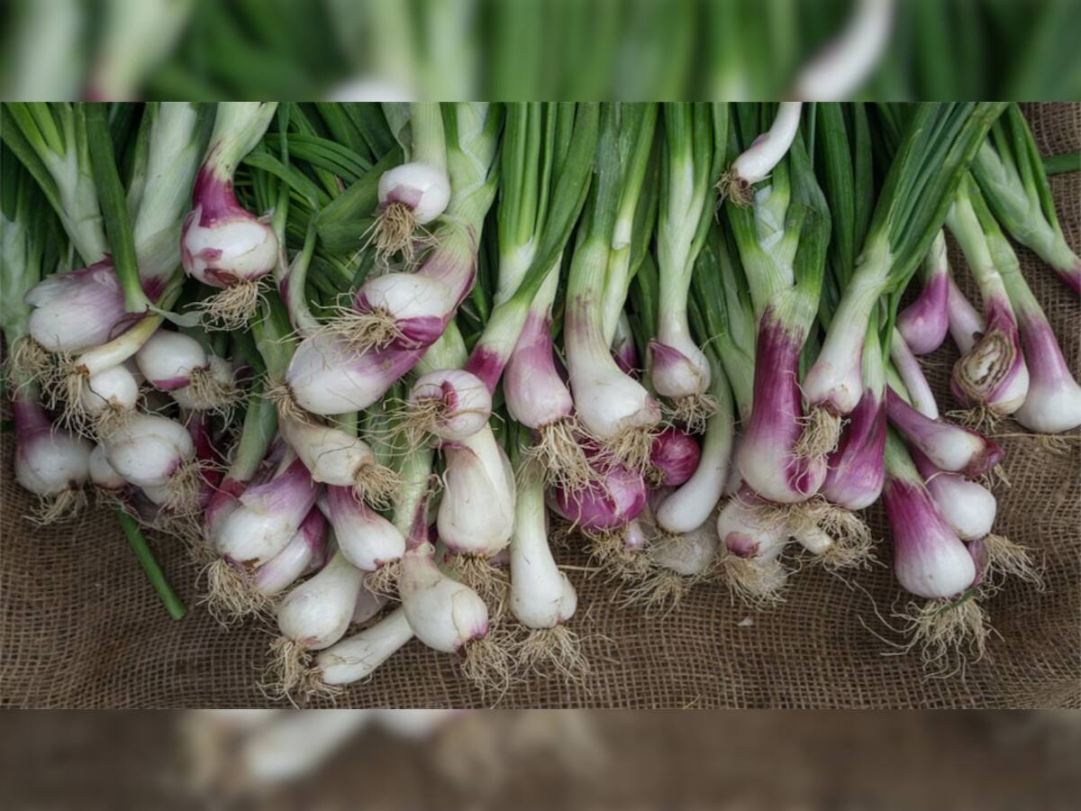 Green Onion: શિયાળામાં લીલી ડુંગળી ખાવાથી હાડકા થશે લોખંડ જેવા મજબૂત, જાણો તેનાથી થતા અન્ય ફાયદા વિશે