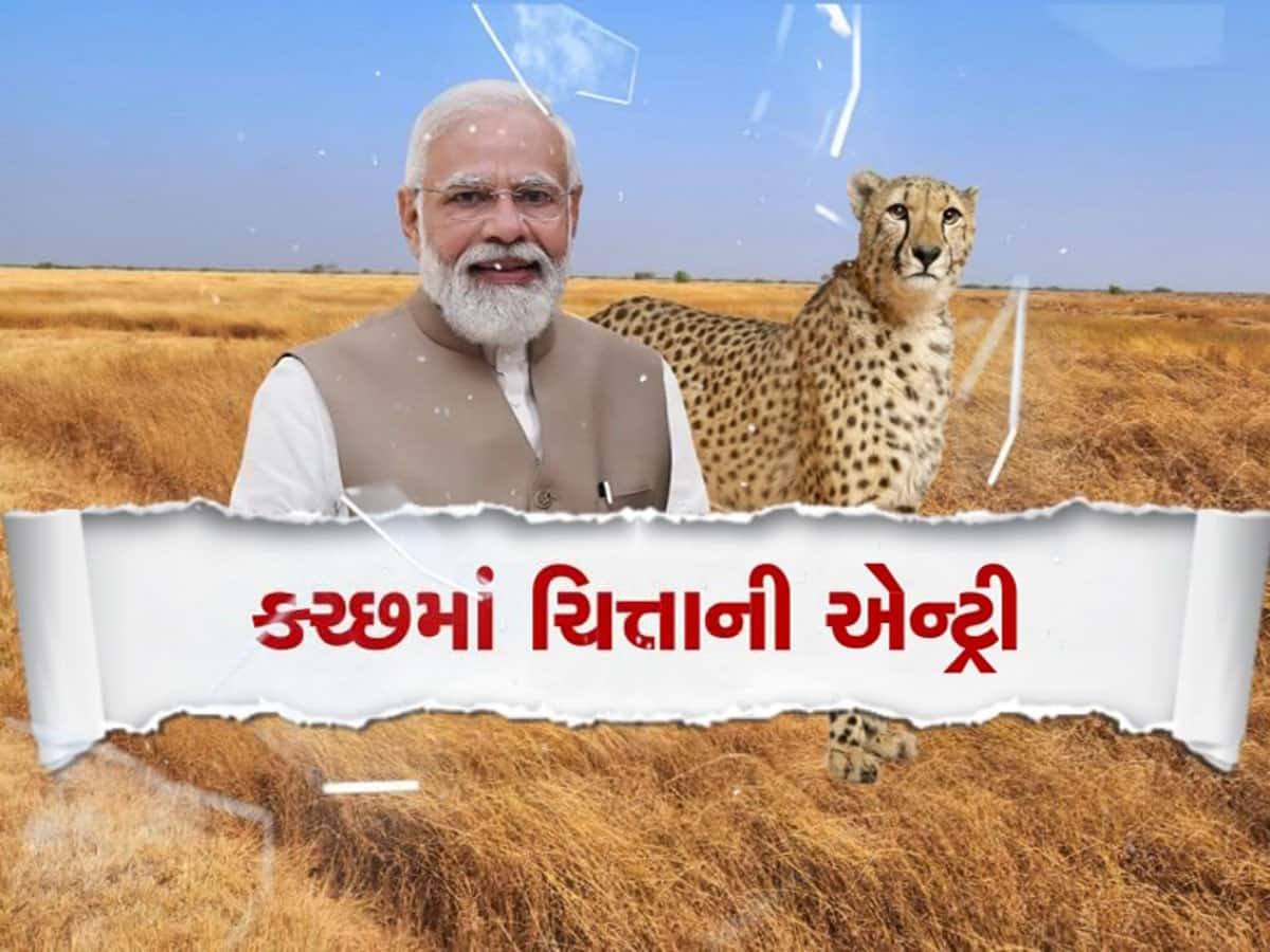 ગુજરાતમાં સાવજ બાદ વધુ એક વન્યજીવની એન્ટ્રી થશે, વર્ષો પહેલા લુપ્ત થયેલા ચિત્તા ફરી જોવા મળશે 