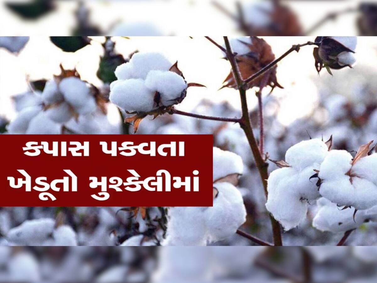 ગુજરાતના ખેડૂતો પર આવ્યું નવું સંકટ; કપાસના વાવેતરમાં વધ્યો આ રોગનો 'મહાખતરો'