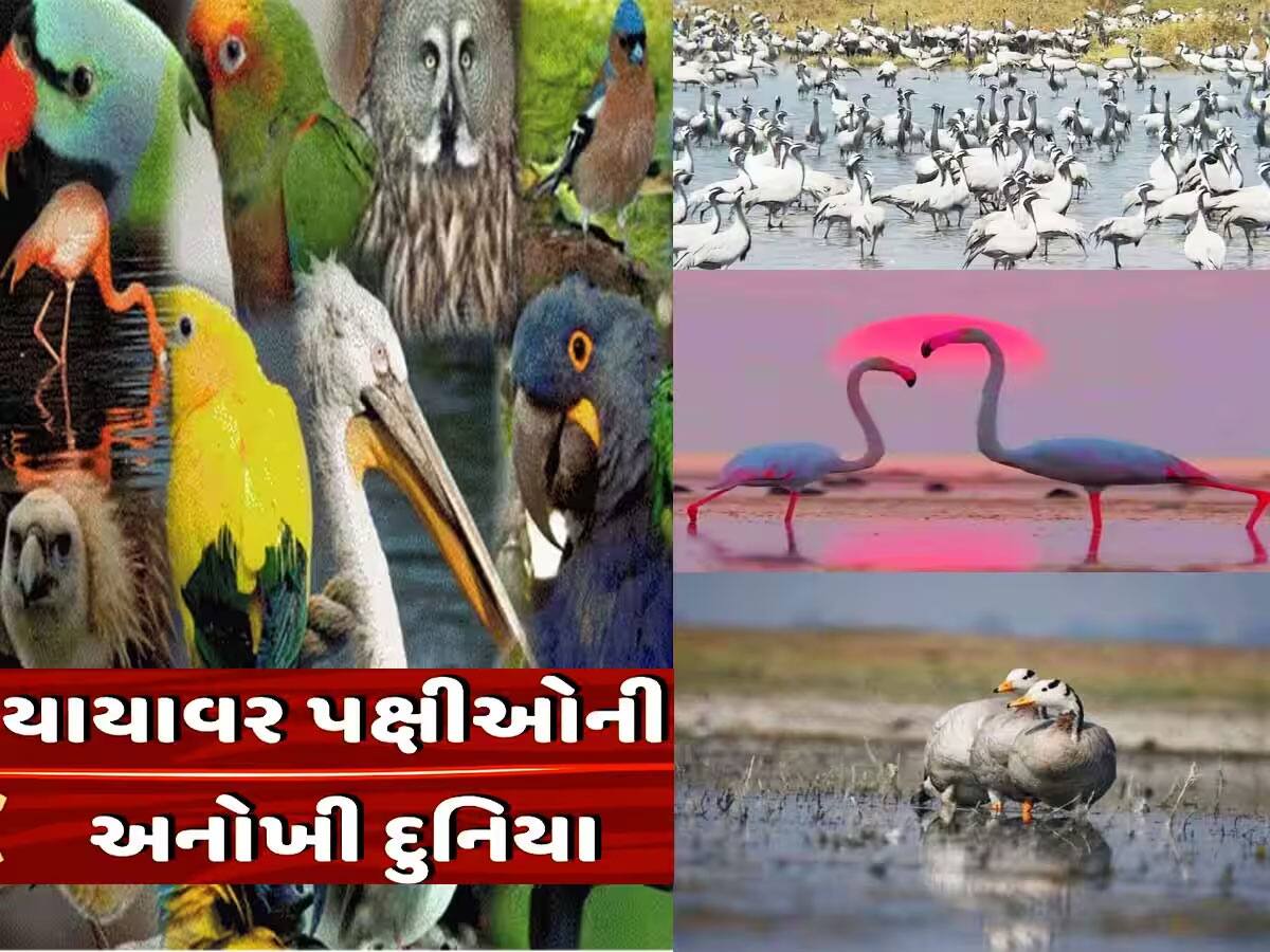 શિયાળામાં સવારે અમદાવાદ નજીકની આ જગ્યાએ પહોંશો તો જોવા મળશે ઝન્નત! ચુકતા નહીં મોકો