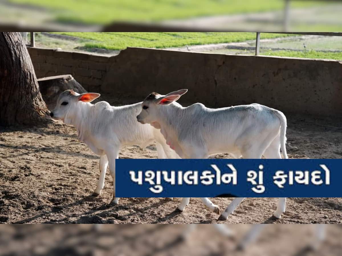  ગુજરાતના પશુપાલકો માટે ખુશીના સમાચાર! આ ટેક્નોલોજીથી મદદથી બે તંદુરસ્ત કાંકરેજ વાછરડીઓનો જન્મ