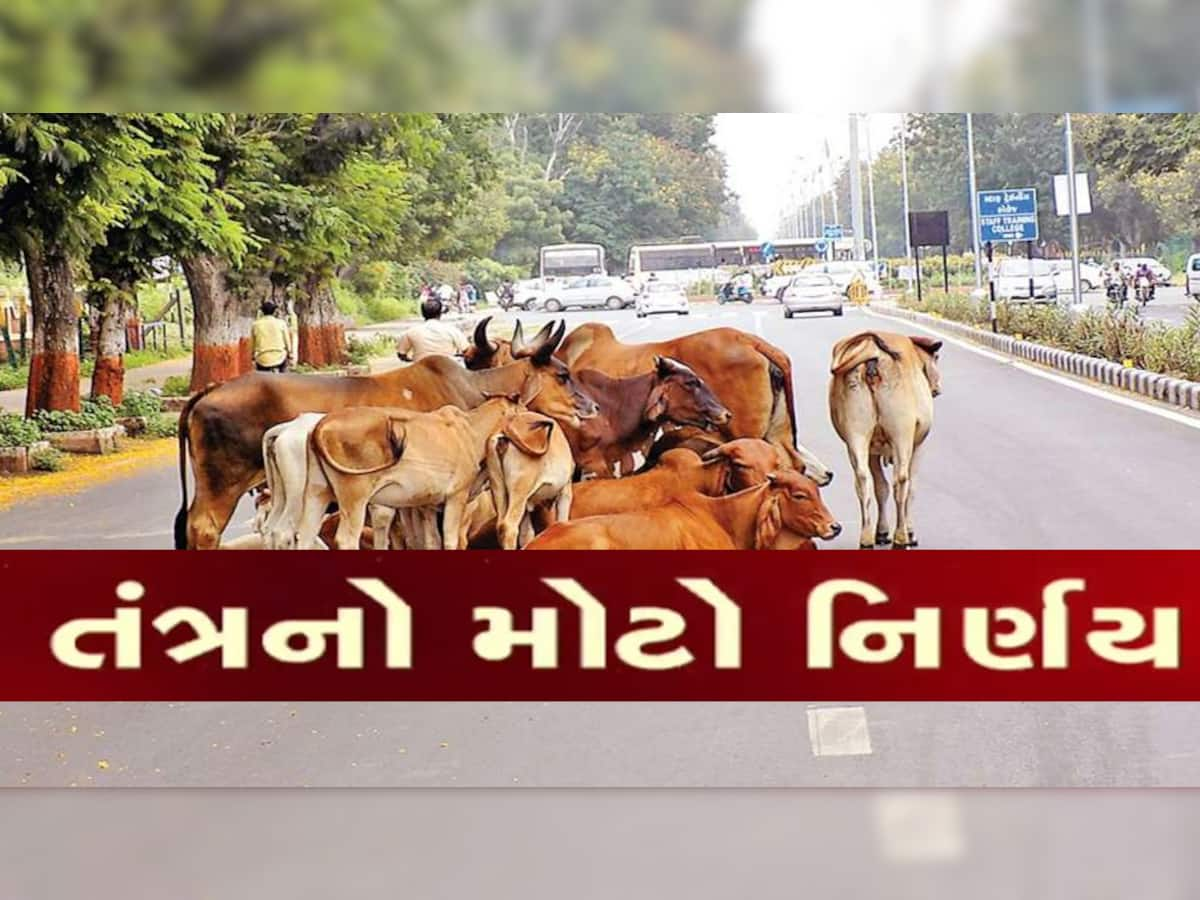 હવે નહીં સચવાય! રખડતા ઢોરને પકડીને ખેડૂતોને મફતમાં આપી દેવાશે, તંત્રએ લીધો સૌથી મોટો નિર્ણય