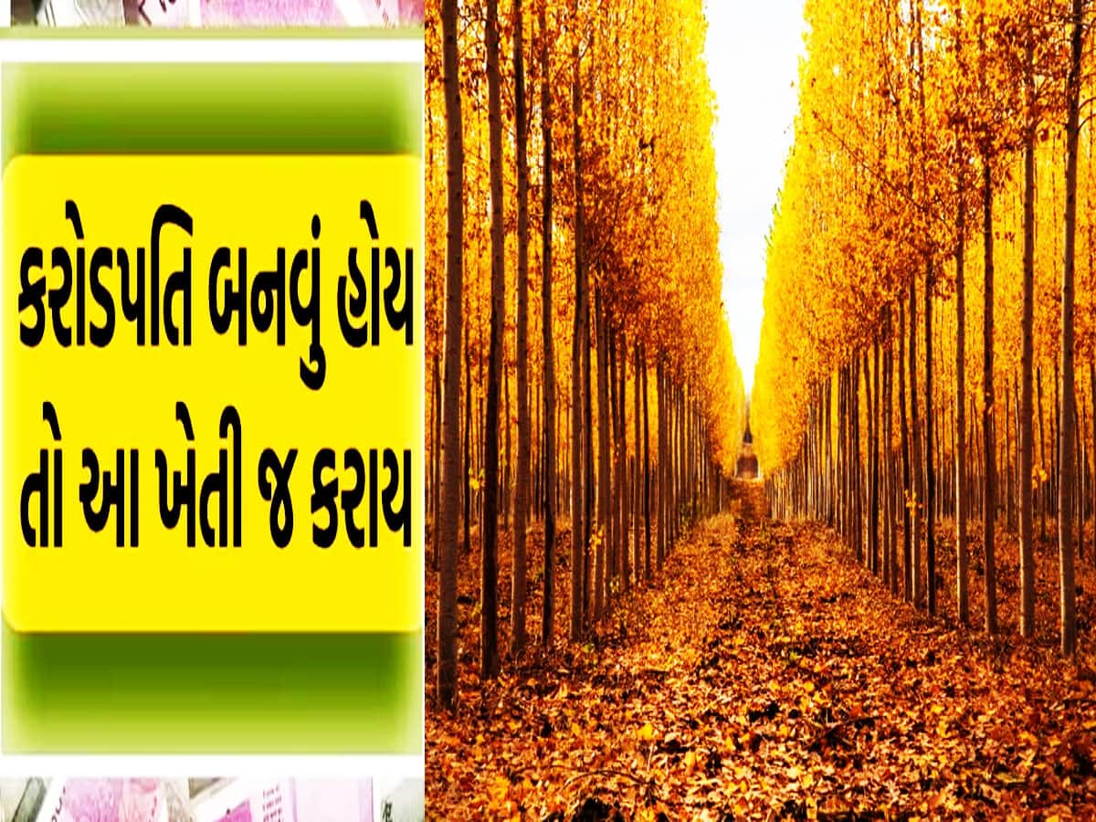 ગુજરાતના ખેડૂતોને કરોડપતિ બનાવી રહ્યું છે આ અંગ્રેજી નામવાળું ઝાડ! નહીં રહે ટેકાના ભાવની રામાયણ